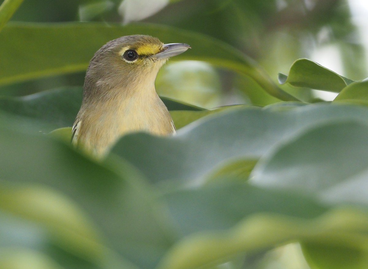 Thick-billed Vireo - ML614408698