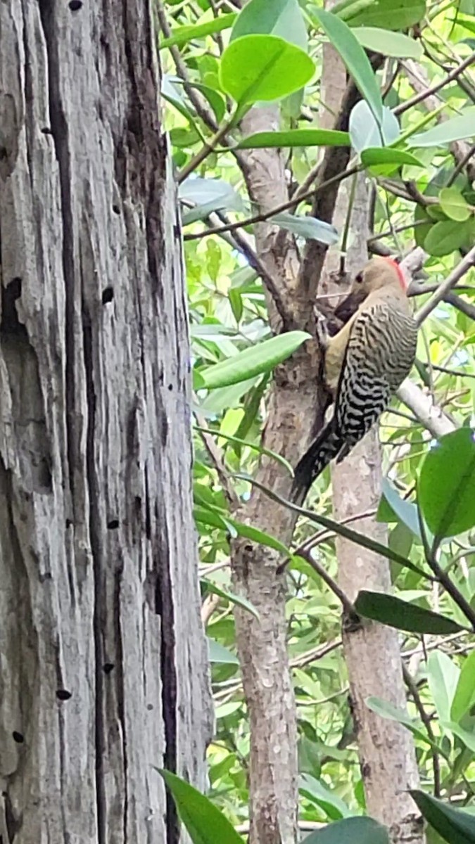 West Indian Woodpecker - ML614408702