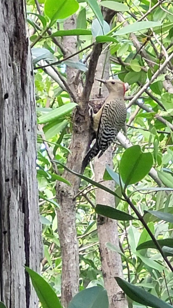West Indian Woodpecker - ML614408703
