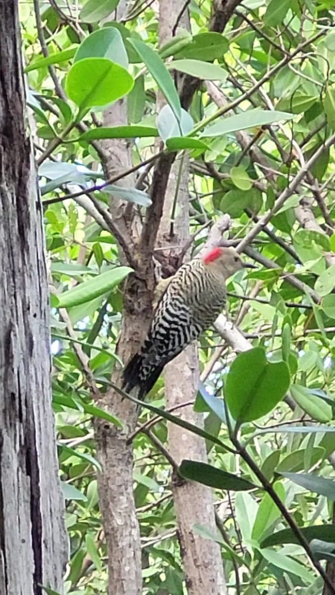 West Indian Woodpecker - ML614408704