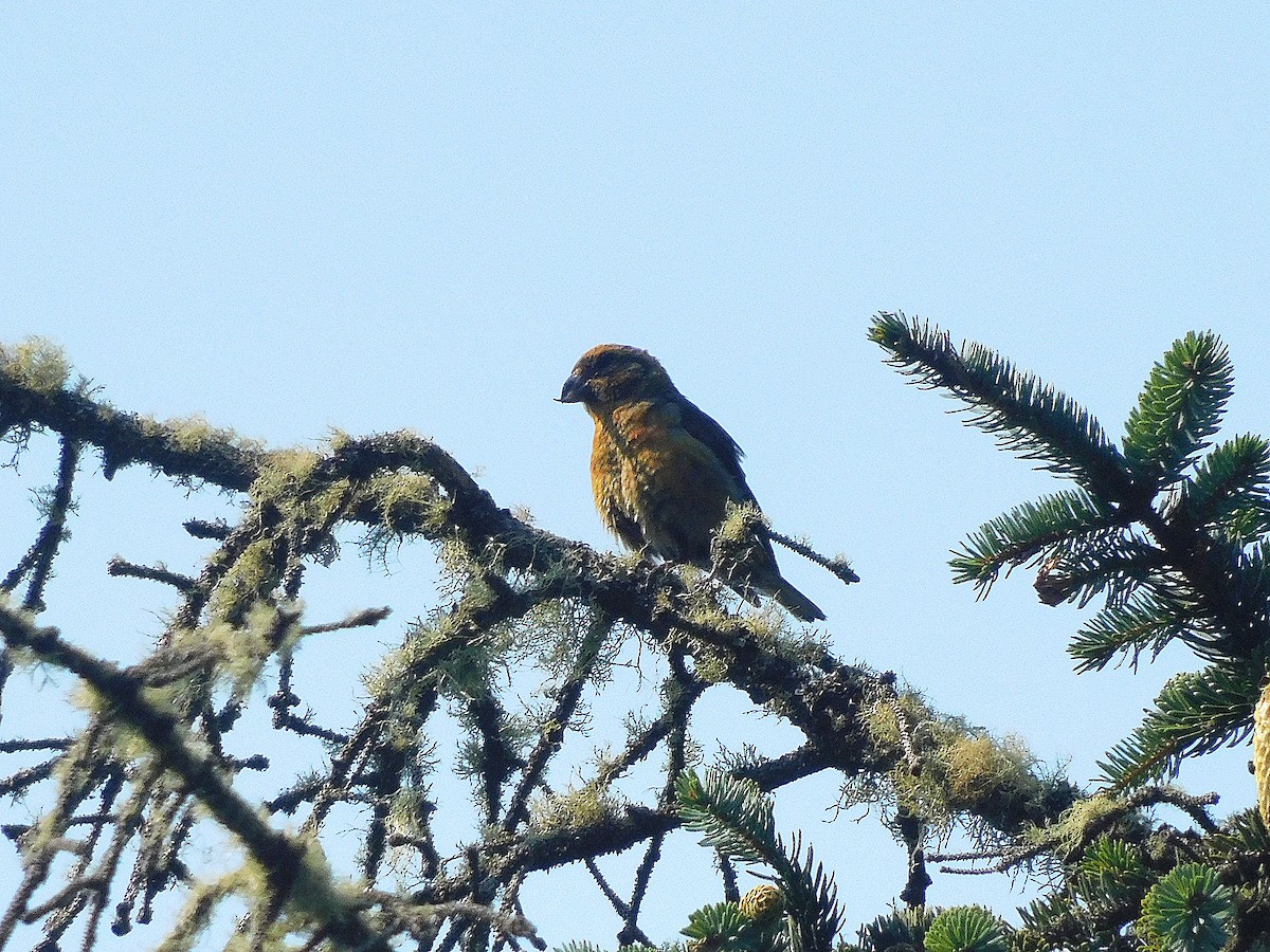 Red Crossbill - ML614408719