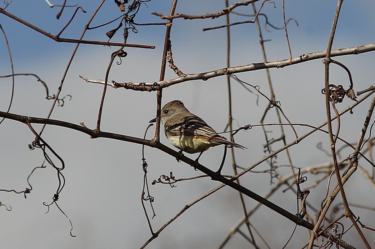 Ash-throated Flycatcher - ML614408729