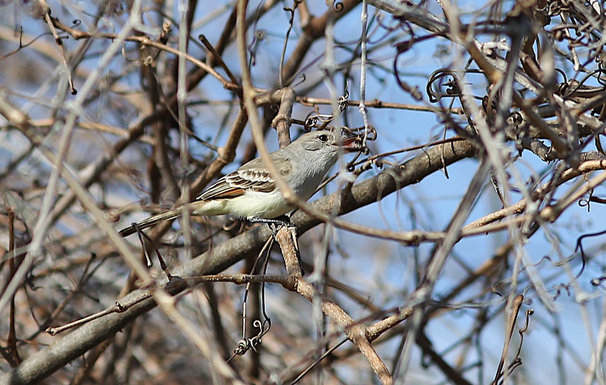 Ash-throated Flycatcher - ML614408730