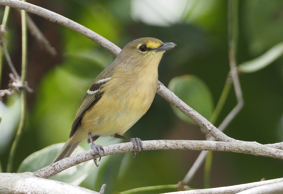 Thick-billed Vireo - ML614408762