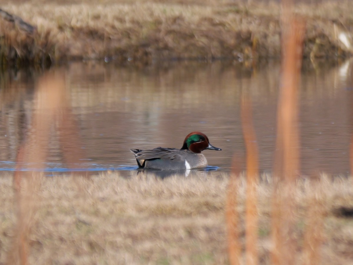 Green-winged Teal - Parker Madison