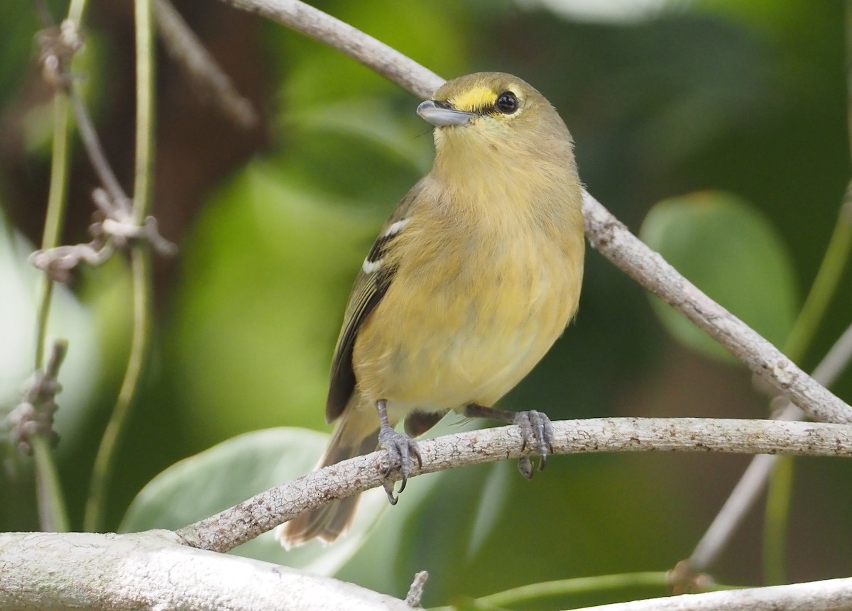 Thick-billed Vireo - ML614408791