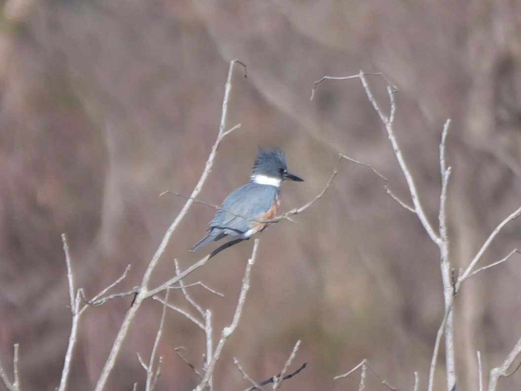 Belted Kingfisher - ML614408797