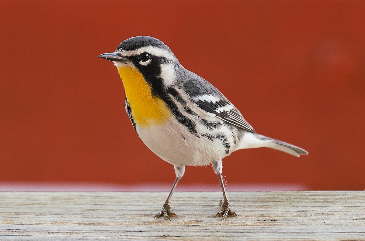 Yellow-throated Warbler - ML614408819