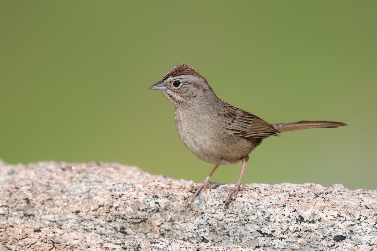 Rufous-crowned Sparrow - ML614408842