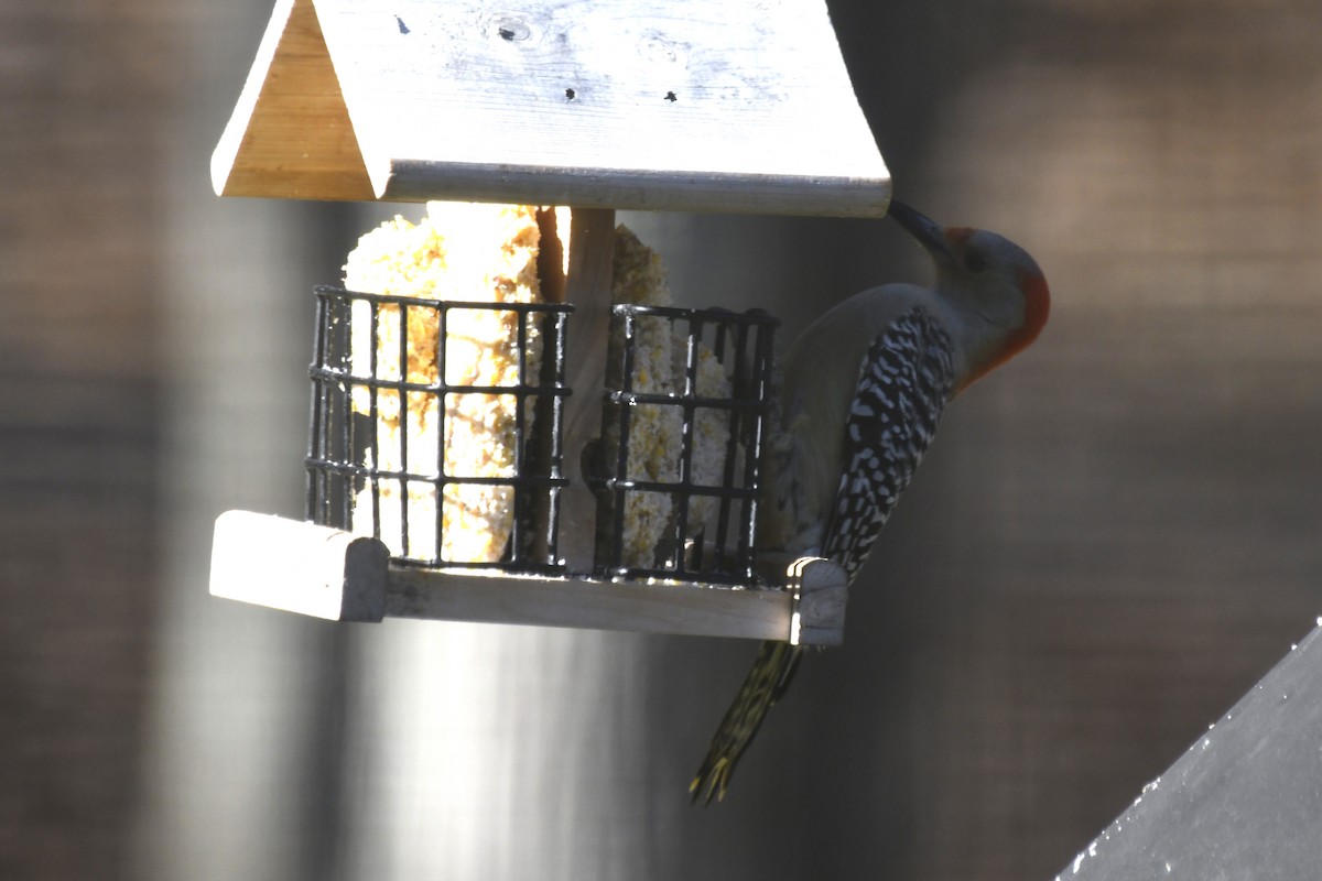 Red-bellied Woodpecker - ML614408844