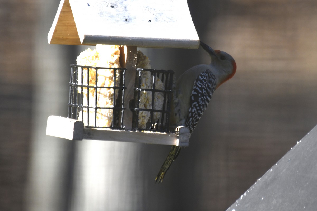 Red-bellied Woodpecker - ML614408853