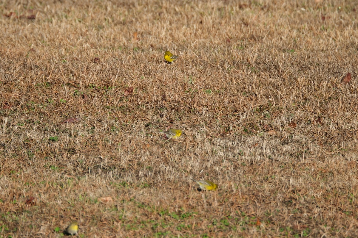 Pine Warbler - Todd DeVore