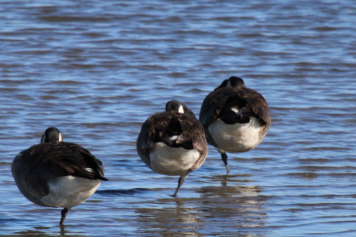 Canada Goose - ML614408877