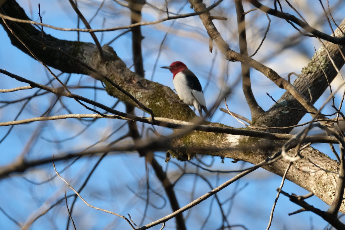 Pic à tête rouge - ML614408886