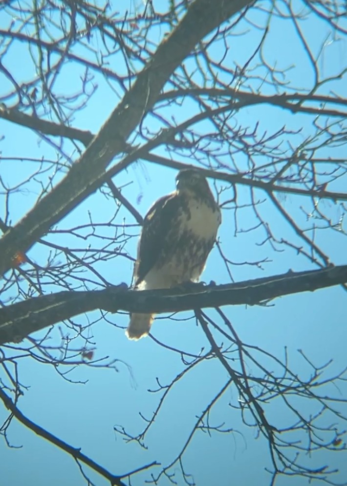 Red-tailed Hawk - ML614408887