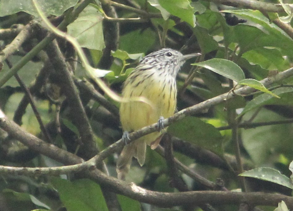 Streak-capped Antwren - Miguel  Magro