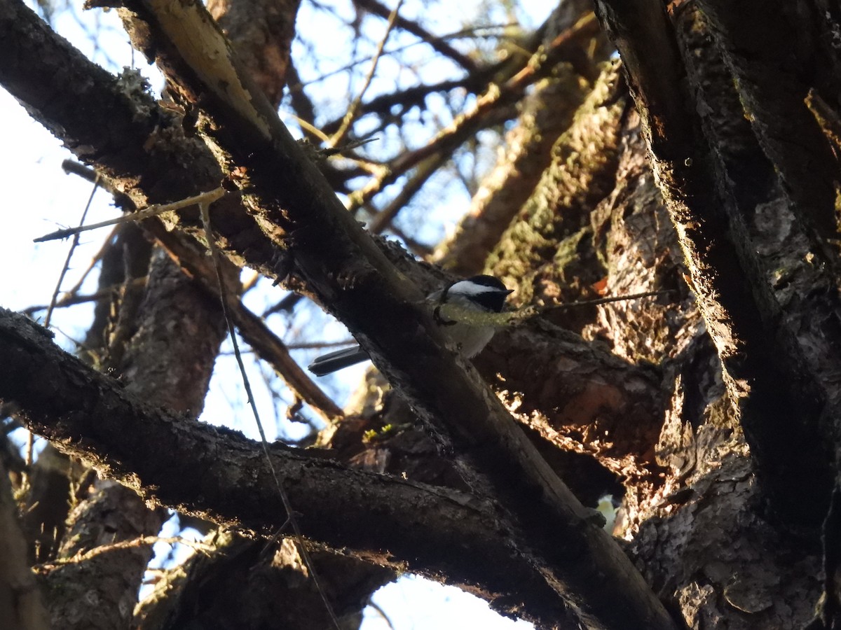 Mésange à tête noire - ML614408921