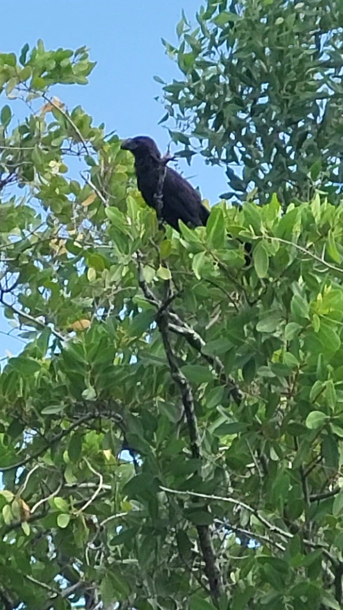 Smooth-billed Ani - ML614408925