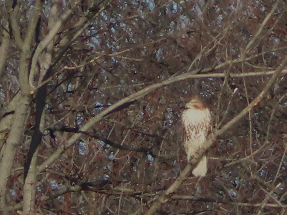 Red-tailed Hawk - ML614408963