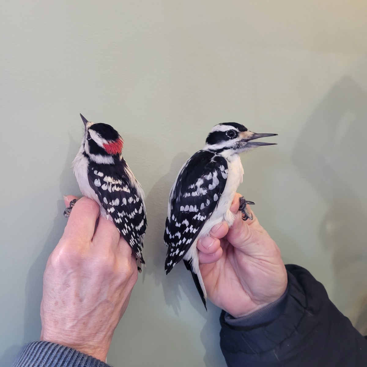 Downy Woodpecker - ML614408989