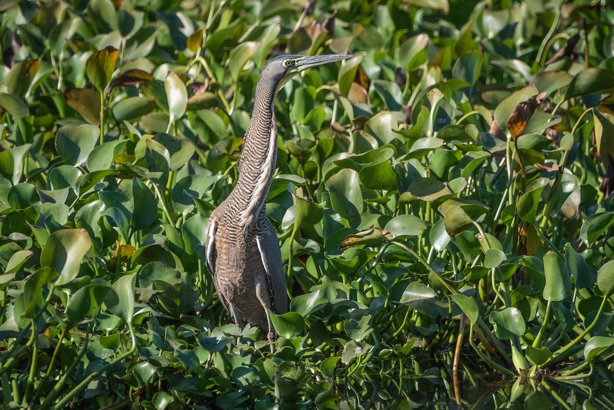 Bare-throated Tiger-Heron - José Ramón Avalos