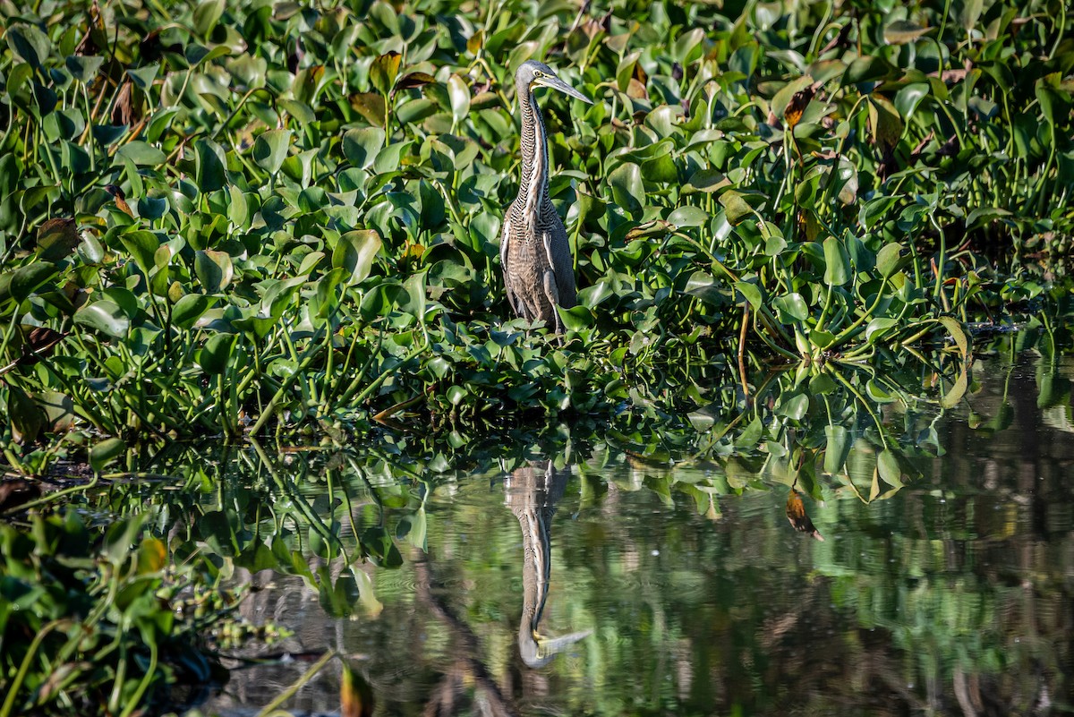 Bare-throated Tiger-Heron - José Ramón Avalos