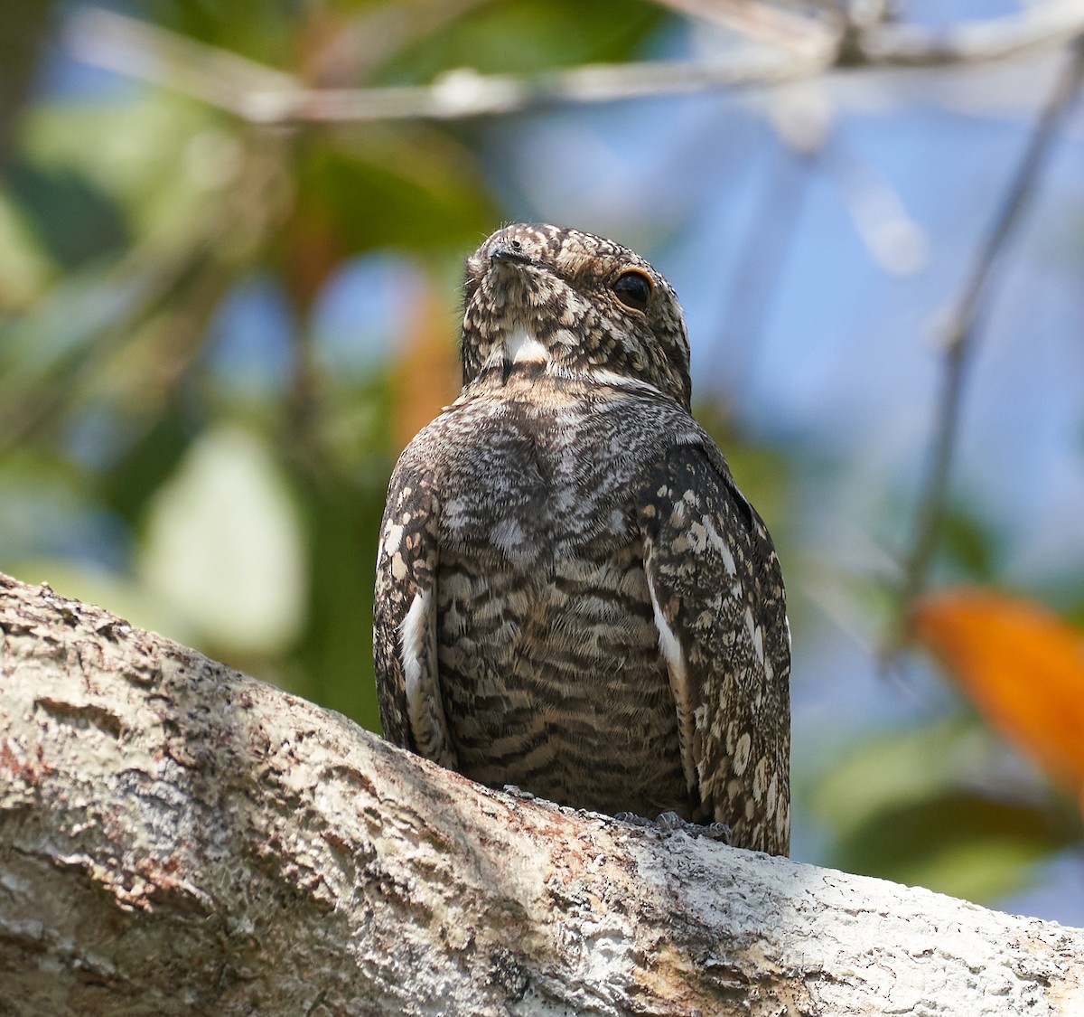 Lesser Nighthawk - ML614409017