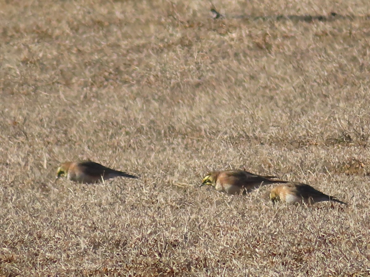 Horned Lark - ML614409034