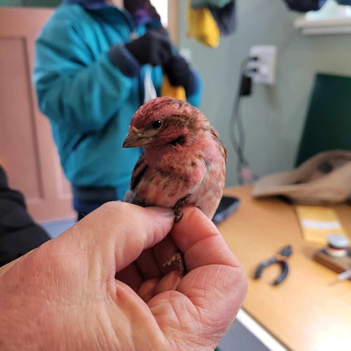 Purple Finch - ML614409040