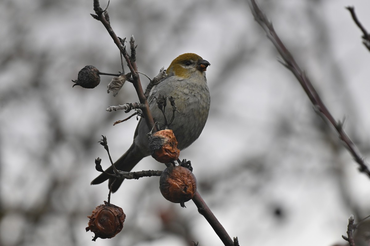 Pine Grosbeak - Cameron Heusser