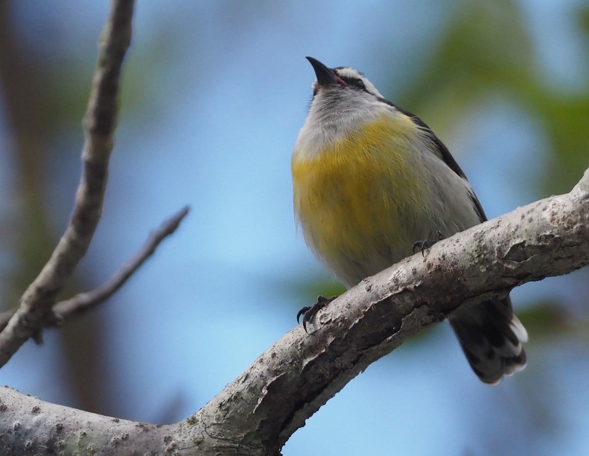 マミジロミツドリ（bahamensis） - ML614409049