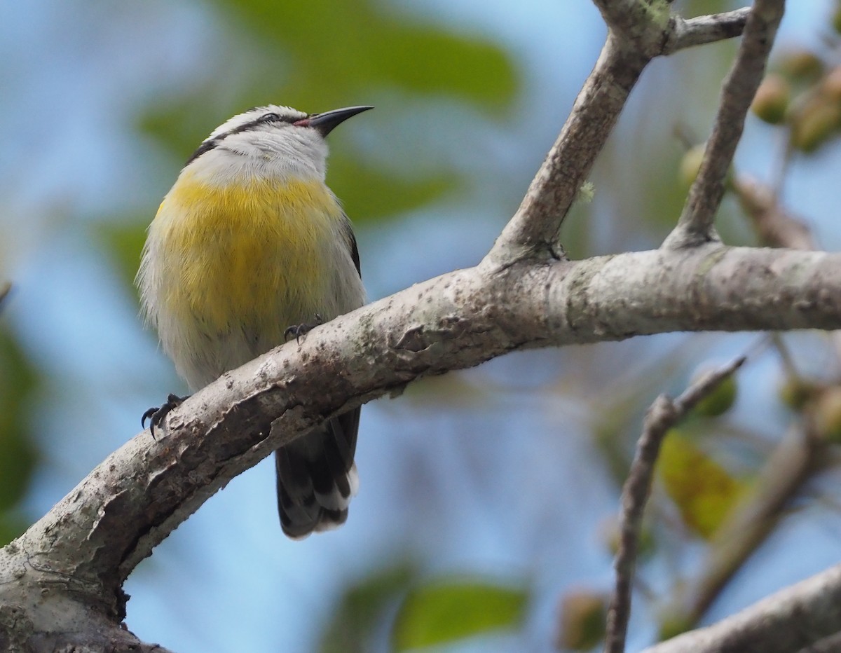 Zuckervogel (bahamensis) - ML614409105