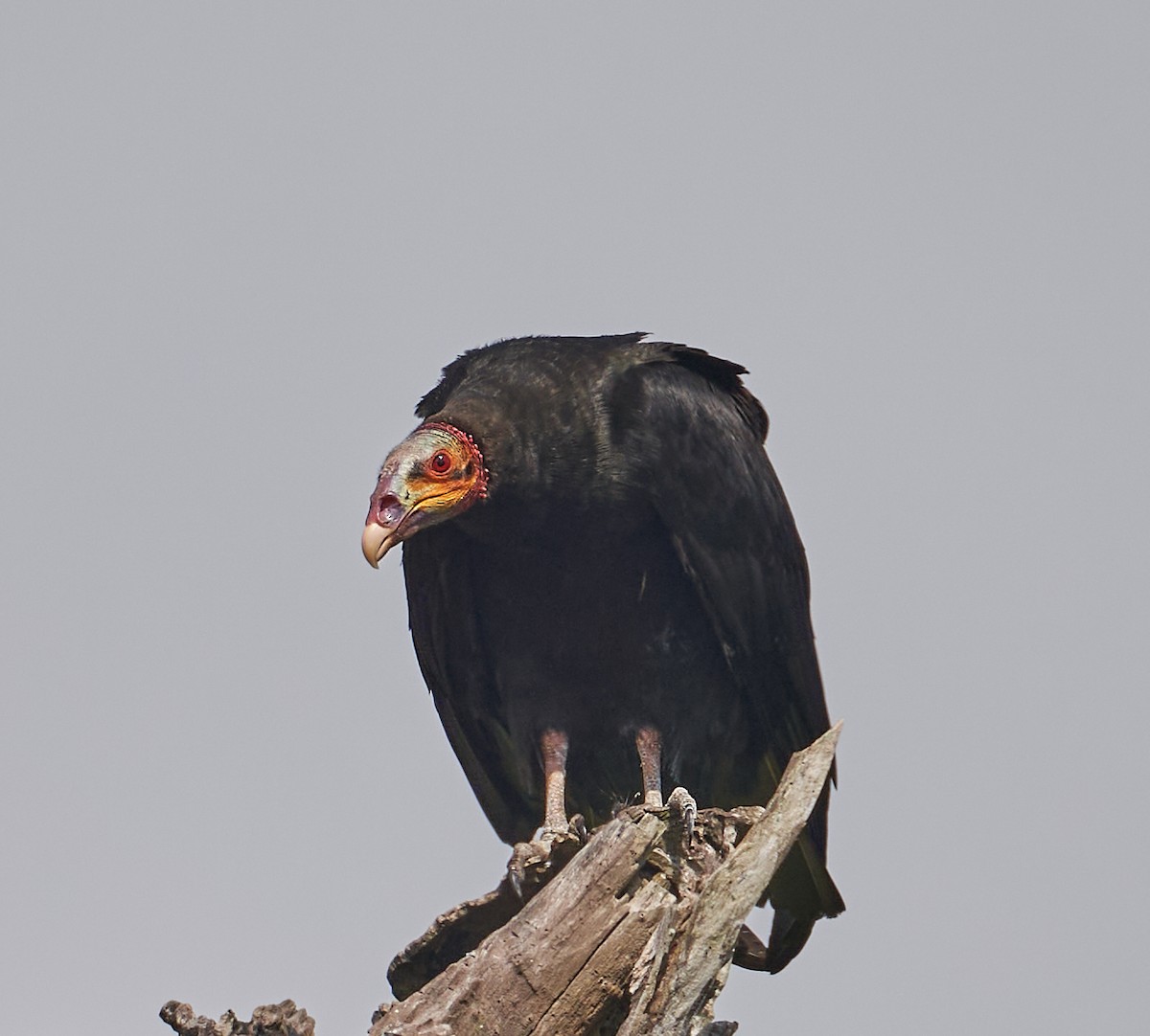 Lesser Yellow-headed Vulture - ML614409118