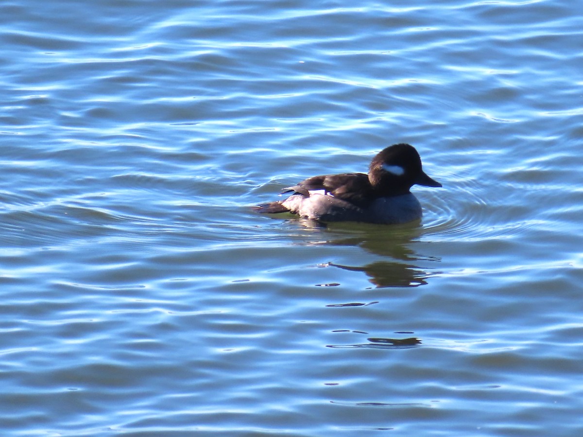 Bufflehead - ML614409151