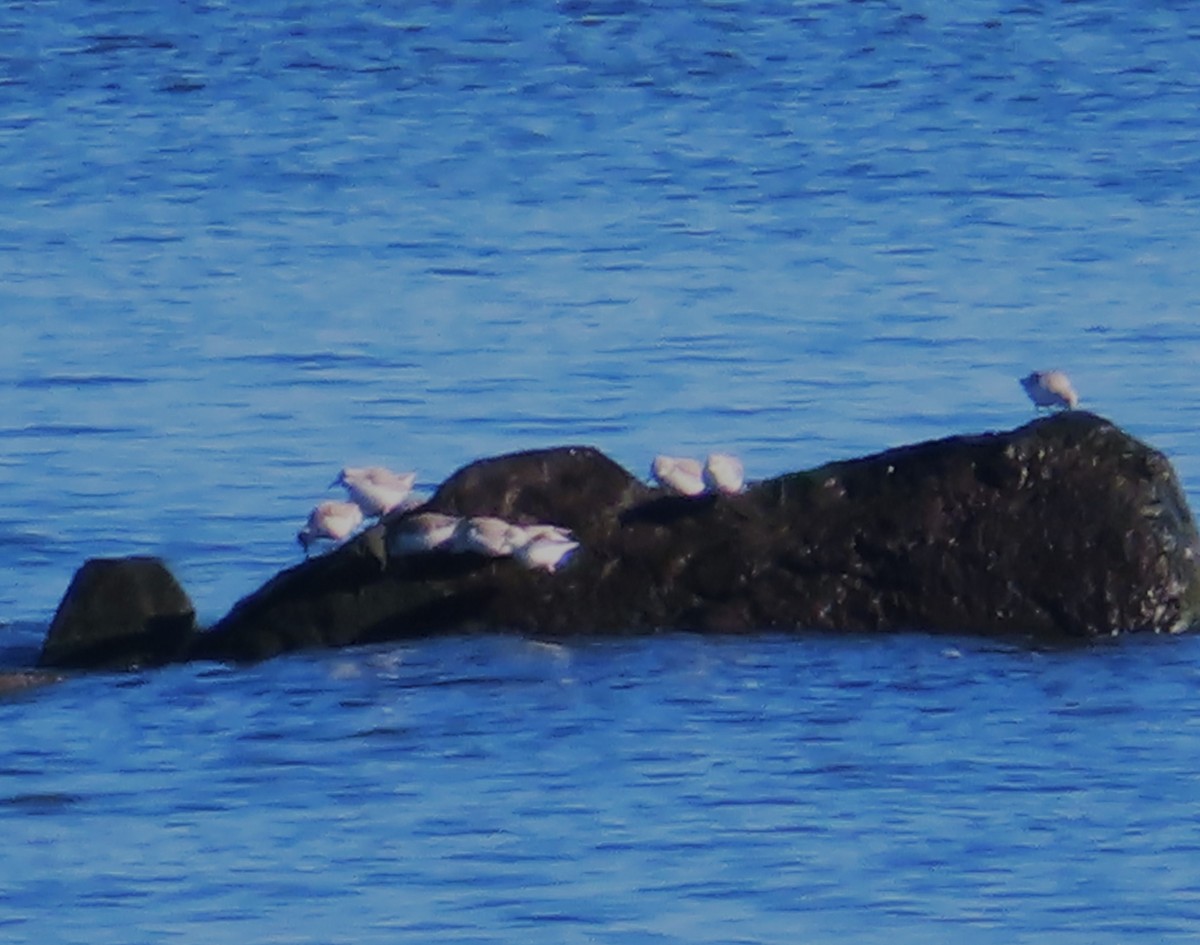 Bécasseau sanderling - ML614409175