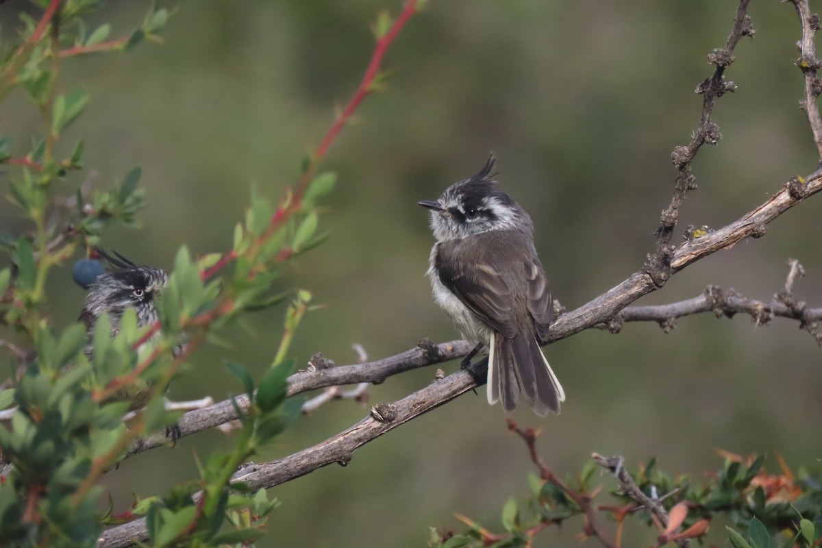 Tufted Tit-Tyrant - Lior Dor