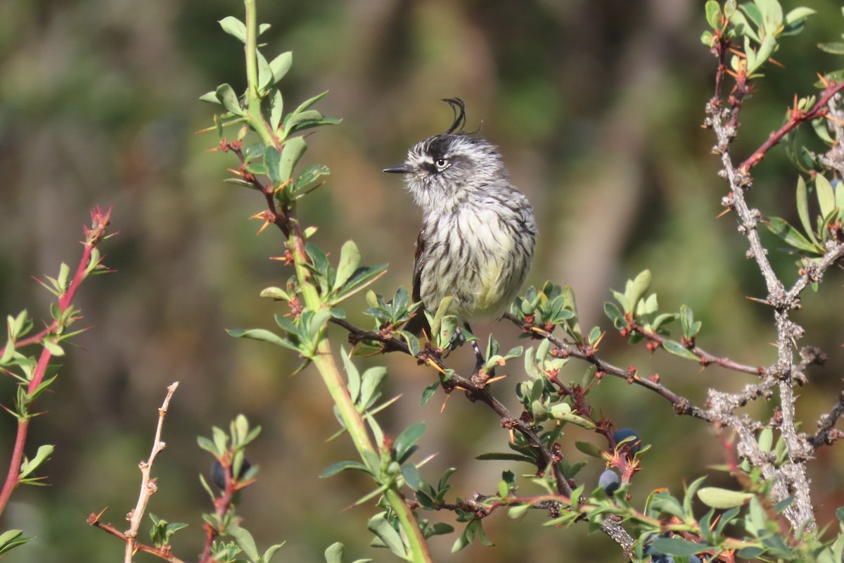 Tufted Tit-Tyrant - Lior Dor