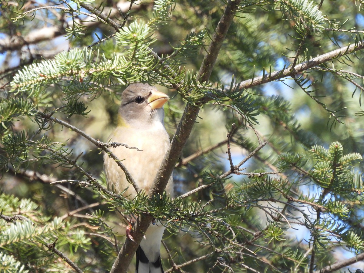 Evening Grosbeak - ML614409183