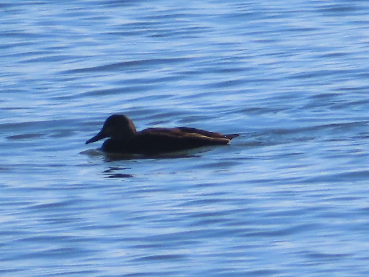 American Black Duck - ML614409224