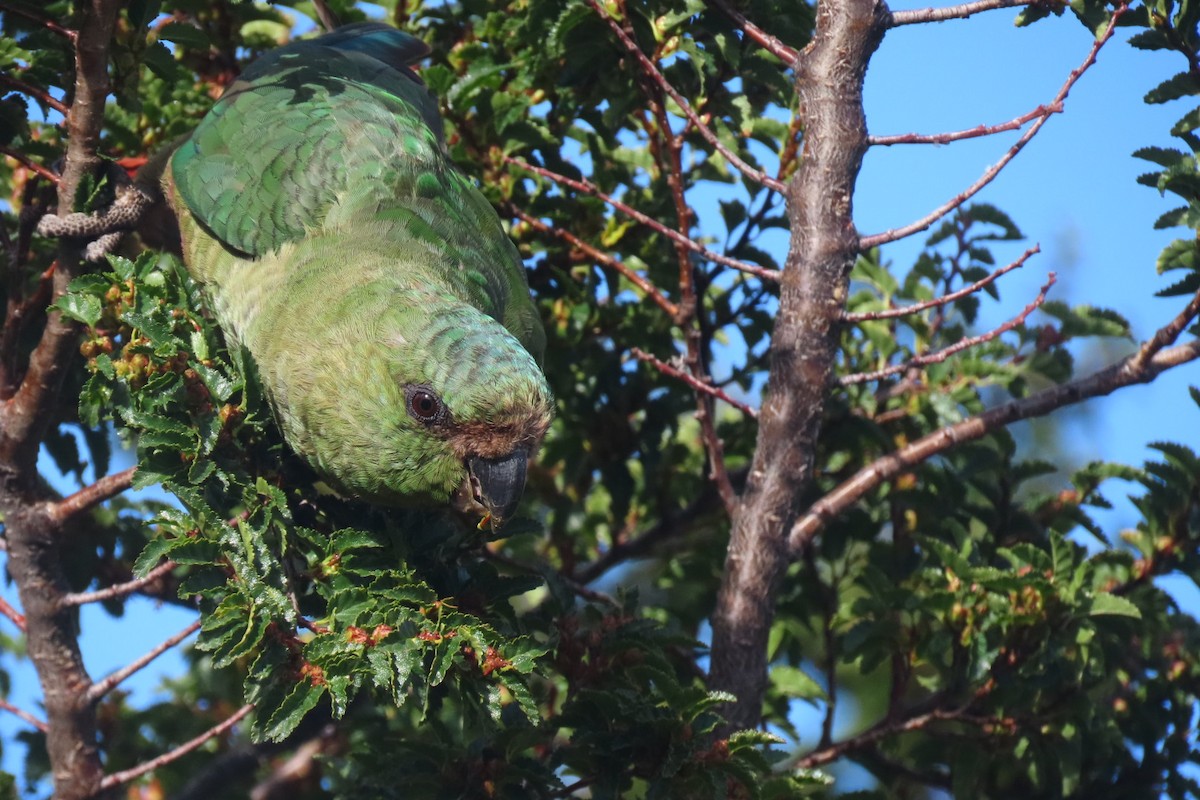 Austral Parakeet - Lior Dor