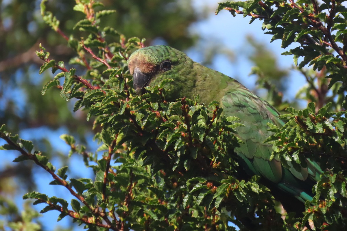 Austral Parakeet - Lior Dor