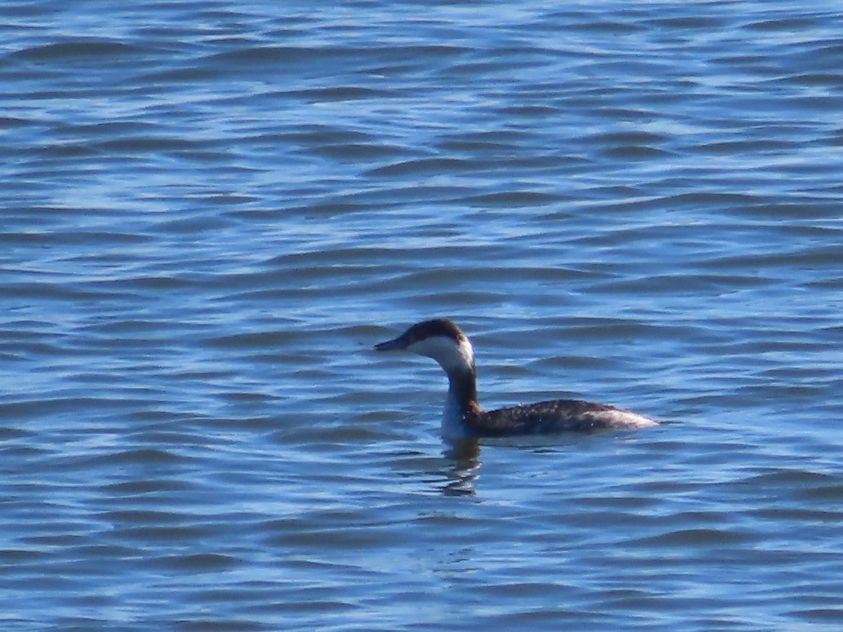 Horned Grebe - ML614409258