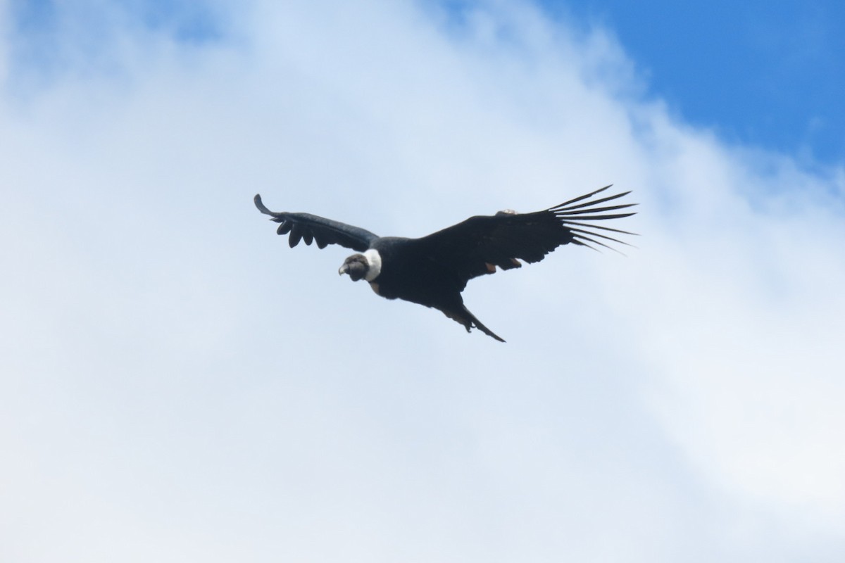 Andean Condor - Lior Dor