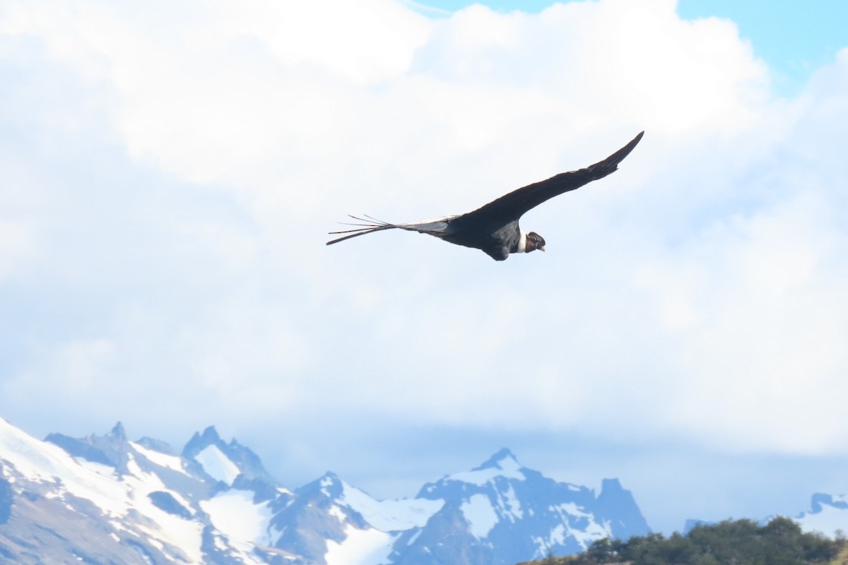 Andean Condor - Lior Dor