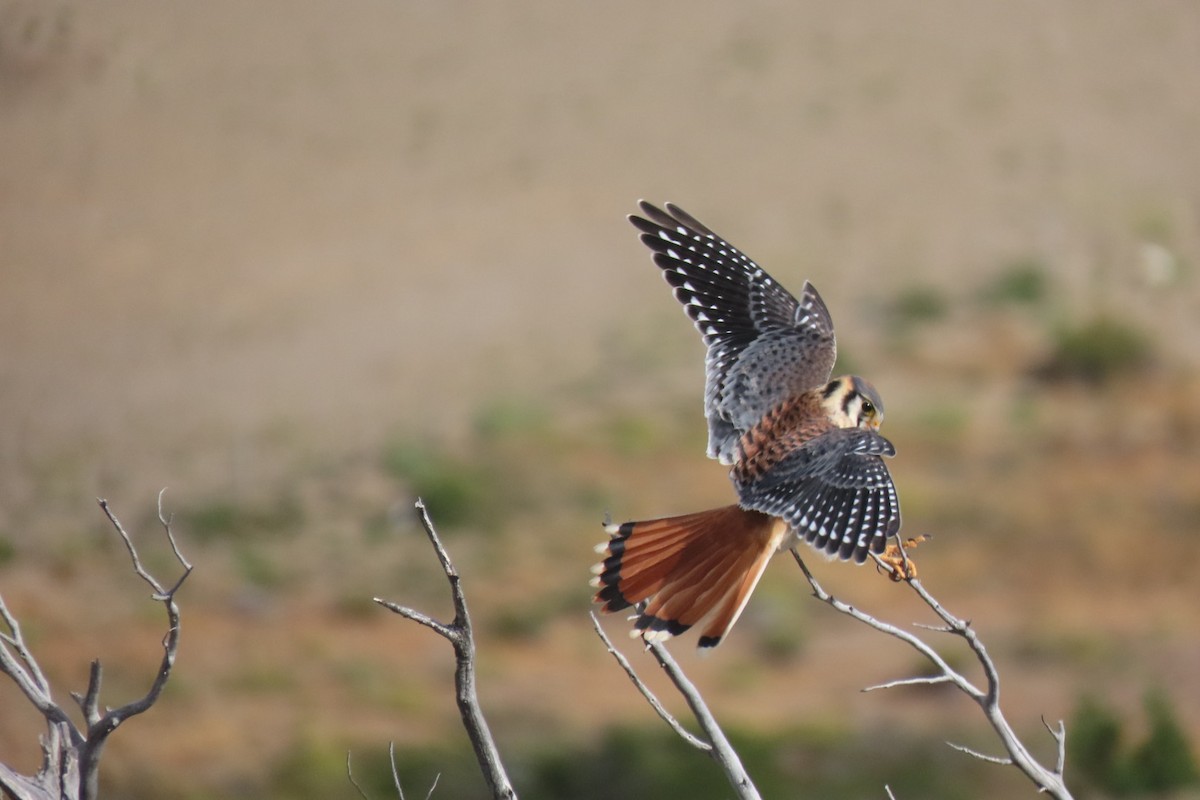 American Kestrel (South American) - Lior Dor