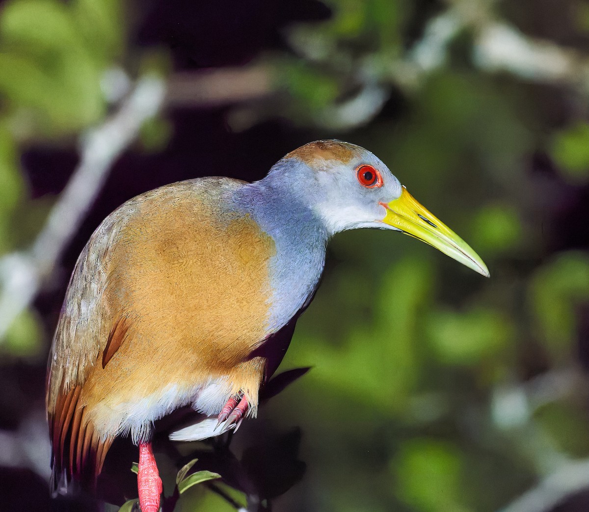 Russet-naped Wood-Rail - ML614409389