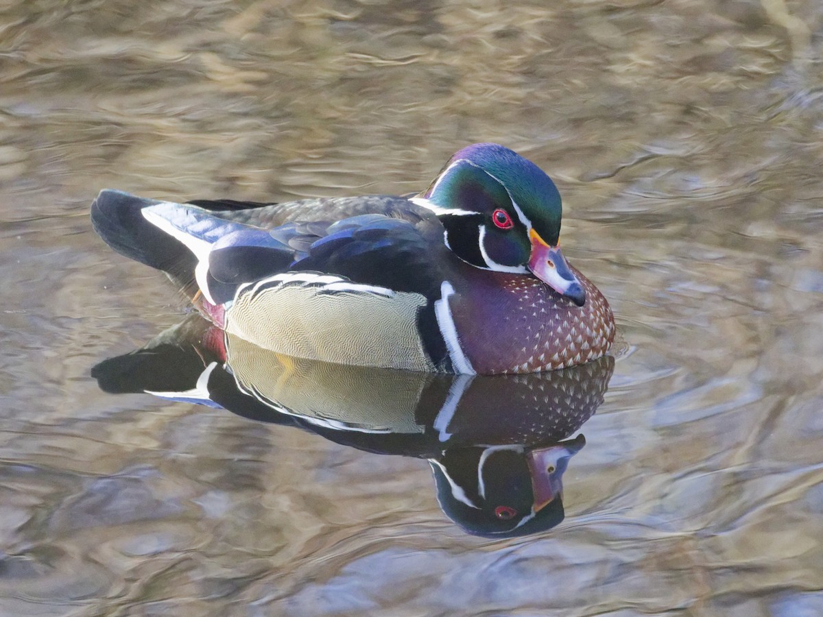 Wood Duck - ML614409425