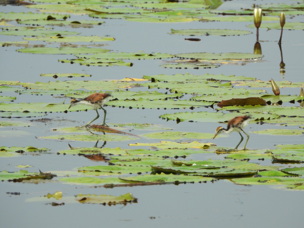 Wattled Jacana - ML614409469