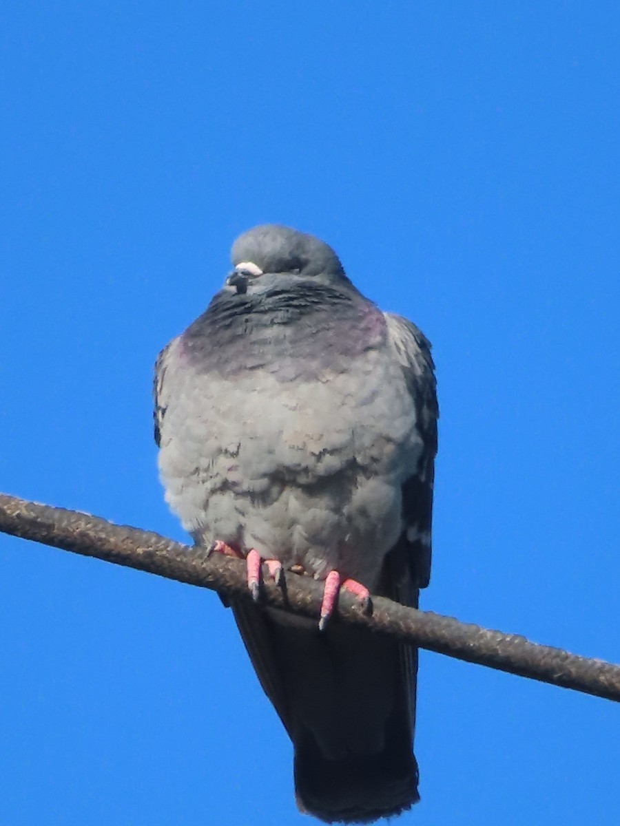 Rock Pigeon (Feral Pigeon) - ML614409486