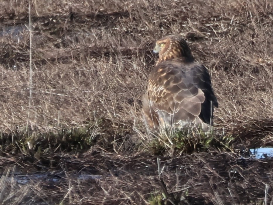 Northern Harrier - ML614409491